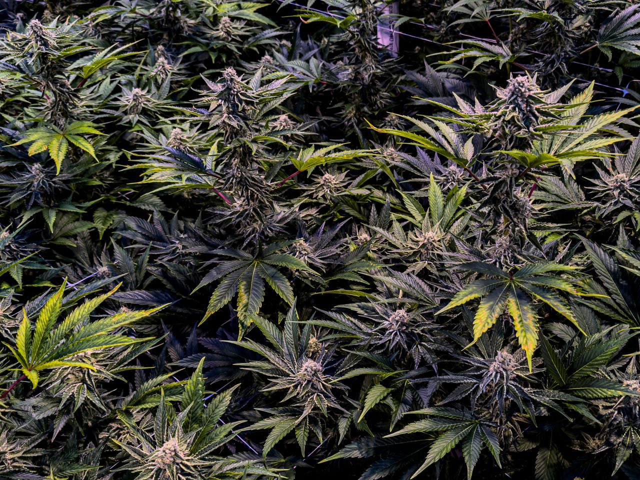 avantage du CBD